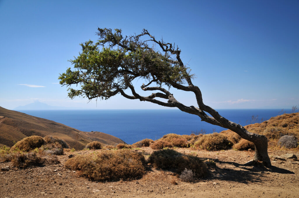 tree